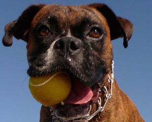 Fernando's Dog Hope Gay Domestic Violence Story 